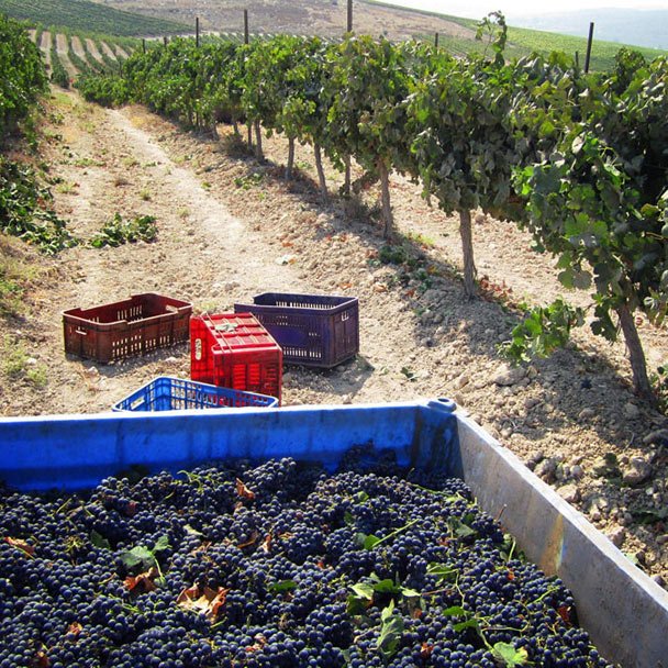Taybeh Winery photo 10